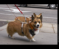 Tour de Corgi