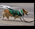 Tour de Corgi