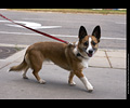 Tour de Corgi