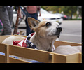 Tour de Corgi