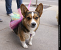 Tour de Corgi