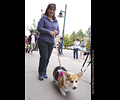 Tour de Corgi