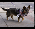 Tour de Corgi