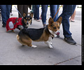 Tour de Corgi