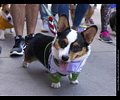 Tour de Corgi