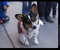 Tour de Corgi