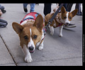 Tour de Corgi