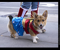 Tour de Corgi