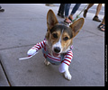 Tour de Corgi