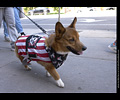 Tour de Corgi