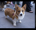 Tour de Corgi