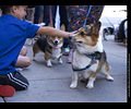 Tour de Corgi