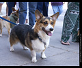 Tour de Corgi