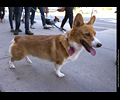 Tour de Corgi