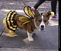 Tour de Corgi