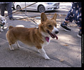 Tour de Corgi