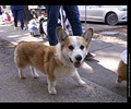 Tour de Corgi