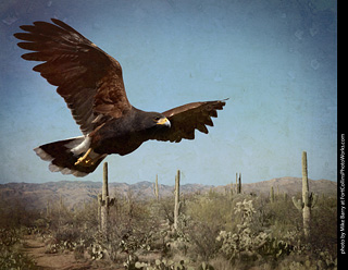 Harris's Hawk in the Sonora Desert