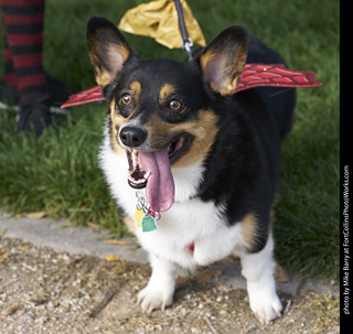 2019-09-28 Tour de Corgi (Pembroke Welsh Corgi)