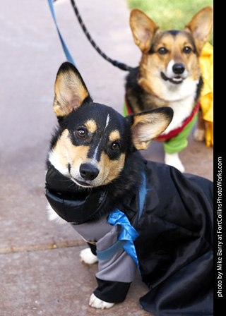 2019-09-28 Tour de Corgi (Batman)