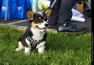 2019-09-28 Tour de Corgi (Pembroke Welsh Corgi)