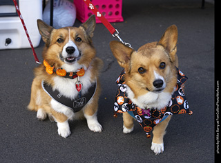 2019-09-28 Tour de Corgi (Pembroke Welsh Corgis)