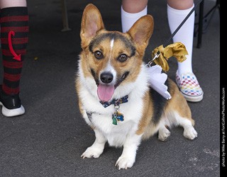 2019-09-28 Tour de Corgi (Fairy)