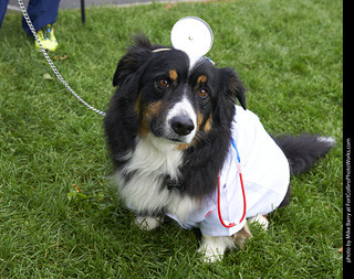 2019-09-28 Tour de Corgi (Doc Corgi)