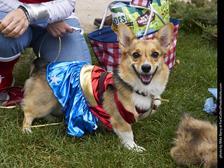 2019-09-28 Tour de Corgi (Wonder Woman)