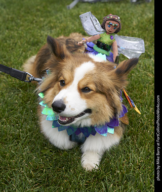 2019-09-28 Tour de Corgi