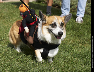 2019-09-28 Tour de Corgi (the Headless Horseman)