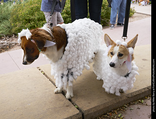 Tour de Corgi - Costume Contest Sheep