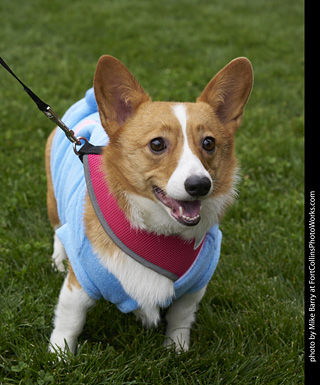 Tour de Corgi - Costume Contest