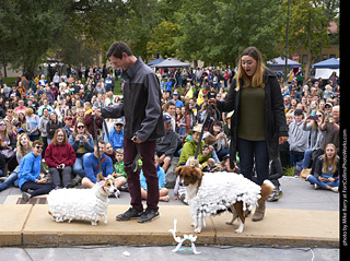 Tour de Corgi - Costume Contest - Sheep