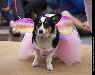 Tour de Corgi - Costume Contest