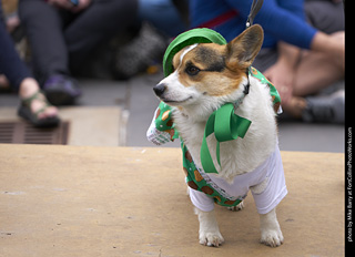 Tour de Corgi - Costume Contest