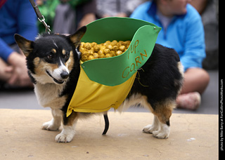 Tour de Corgi - Costume Contest - Pup Corn
