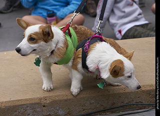 Tour de Corgi - Costume Contest