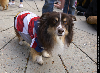 Tour de Corgi - Costume Contest - Flag Dog