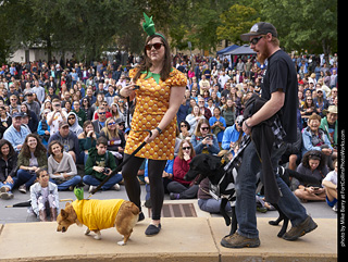 Tour de Corgi - Costume Contest - Pineapple Dog