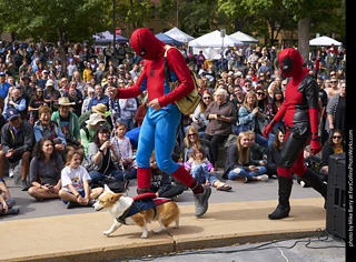 Tour de Corgi - Costume Contest - Captain America, Spiderman, Deadpool