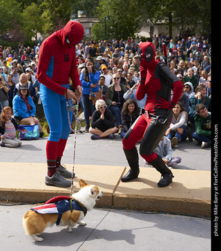Tour de Corgi - Costume Contest  - Captain America, Spiderman, Deadpool