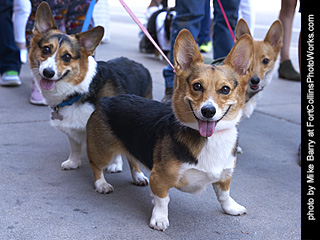 2019-09-28 - Tour de Corgi - Tour #2