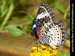 Butterfy Pavillion - Invertebrate Museum