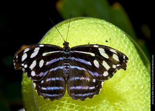 Butterfly Pavillion