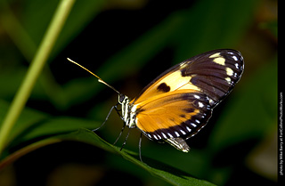 Butterfly Pavillion