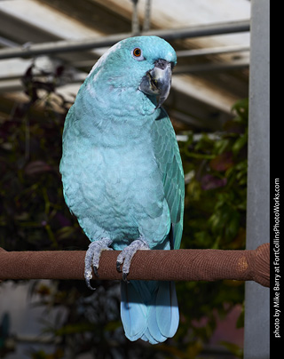 Yellow Naped Amazon Parrot (mutant)