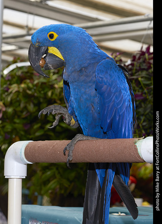 Hyacinth Macaw