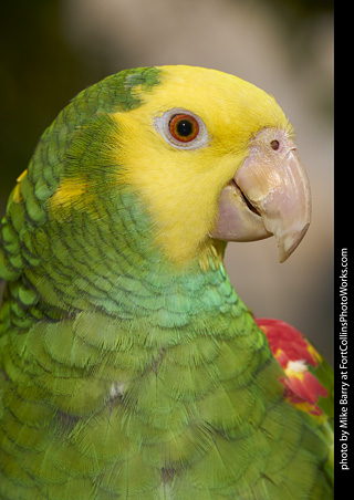 Yellow Headed Amazon Parrot