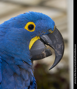 Hyacinth Macaw